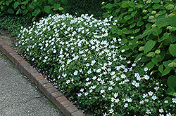 White Cranesbill (Geranium sanguineum 'Album') at A Very Successful Garden Center
