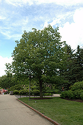 Chestnut Oak (Quercus prinus) at Stonegate Gardens