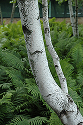 Whitespire Senior Birch (Betula populifolia 'Whitespire Senior') at Lakeshore Garden Centres