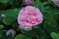 Salet Rose (Rosa 'Salet') at Stonegate Gardens
