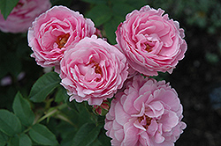 Louise Odier Rose (Rosa 'Louise Odier') at Lakeshore Garden Centres