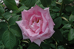 Georg Arends Rose (Rosa 'Georg Arends') at Lakeshore Garden Centres