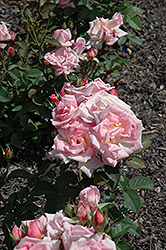 Hazel McCallion Rose (Rosa 'Hazel McCallion') at A Very Successful Garden Center