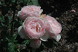 Earth Angel Parfuma Rose (Rosa 'KORgeowim') at A Very Successful Garden Center