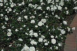 White Meidiland Rose (Rosa 'Meicoublan') at Lakeshore Garden Centres