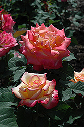 Dream Come True Rose (Rosa 'Dream Come True') at Lakeshore Garden Centres