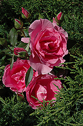 Country Dancer Rose (Rosa 'Country Dancer') at A Very Successful Garden Center