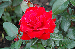 Majesty Rose (Rosa 'Radliv') at Lakeshore Garden Centres