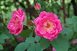 Queen's Knight Rose (Rosa 'Queen's Knight') at A Very Successful Garden Center
