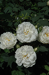 Alba Suaveolens Rose (Rosa 'Alba Suaveolens') at Stonegate Gardens