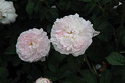 Belle Isis Rose (Rosa 'Belle Isis') at Lakeshore Garden Centres