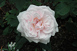 Bourbon Rose (Rosa 'Bourbon') at A Very Successful Garden Center