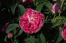 Charles De Mills Rose (Rosa 'Charles De Mills') at A Very Successful Garden Center