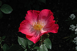 Chuckles Rose (Rosa 'Chuckles') at Lakeshore Garden Centres