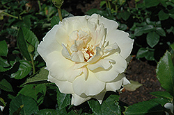 Prairie Harvest Rose (Rosa 'Prairie Harvest') at A Very Successful Garden Center