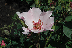 Dainty Bess Rose (Rosa 'Dainty Bess') at A Very Successful Garden Center