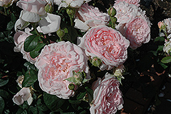 Eglantyne Rose (Rosa 'Eglantyne') at Stonegate Gardens