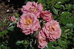 Kaleidoscope Rose (Rosa 'JACbow') at Stonegate Gardens