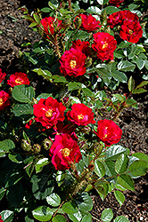 Scarlet Moss Rose (Rosa 'Scarlet Moss') at A Very Successful Garden Center