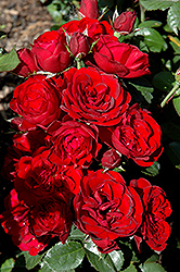 Lavaglut Rose (Rosa 'KORlech') at A Very Successful Garden Center