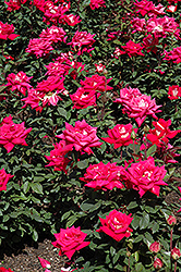Love Rose (Rosa 'Love') at Lakeshore Garden Centres