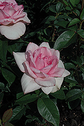 Catherine Graham Rose (Rosa 'Balizys') at Stonegate Gardens