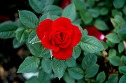 Ruby Ruby Rose (Rosa 'Ruby Ruby') at Lakeshore Garden Centres