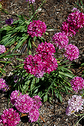 Joystick Lilac Sea Thrift (Armeria pseudarmeria 'Joystick Lilac') at A Very Successful Garden Center