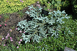 Prostrate Blue Noble Fir (Abies procera 'Glauca Prostrata') at A Very Successful Garden Center