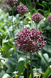 Firmament Allium (Allium 'Firmament') at Lakeshore Garden Centres