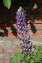 Gallery Blue Shades Lupine (Lupinus 'Gallery Blue Shades') at A Very Successful Garden Center