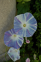 Flying Saucers Morning Glory (Ipomoea tricolor 'Flying Saucers') at A Very Successful Garden Center