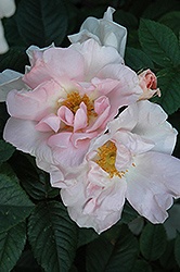 Ilse Krohn Superior Rose (Rosa 'Ilse Krohn Superior') at Lakeshore Garden Centres