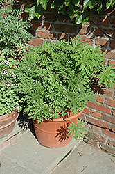 Citrosa Geranium (Pelargonium citrosum) at A Very Successful Garden Center