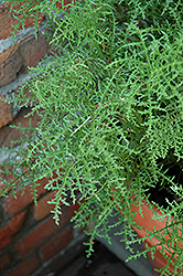Pine Geranium (Pelargonium denticulatum) at A Very Successful Garden Center