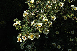 Vilmoriniana Potentilla (Potentilla fruticosa 'Vilmoriniana') at A Very Successful Garden Center