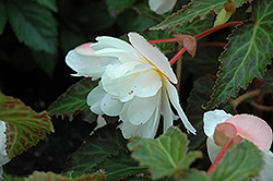 Breezy White Begonia (Begonia 'Breezy White') at A Very Successful Garden Center