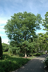 Espresso Kentucky Coffeetree (Gymnocladus dioicus 'Espresso-JFS') at Stonegate Gardens