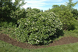 Raspberry Tart Viburnum (Viburnum dentatum 'Rastzam') at A Very Successful Garden Center