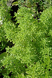 Dwarf Fineleaf Basil (Ocimum basilicum 'Dwarf Fineleaf') at A Very Successful Garden Center