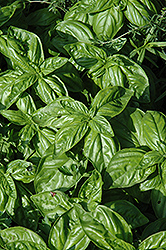 Genovese Compact Basil (Ocimum basilicum 'Genovese Compact') at A Very Successful Garden Center