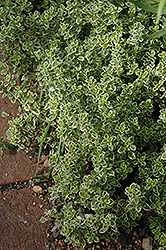 Aureus Lemon Thyme (Thymus x citriodorus 'Aureus') at A Very Successful Garden Center
