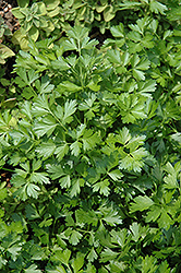 Giant Of Italy Parsley (Petroselinum crispum 'Giant Of Italy') at A Very Successful Garden Center