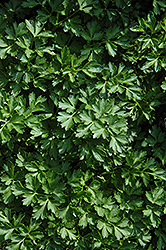 Titan Parsley (Petroselinum crispum 'Titan') at Lakeshore Garden Centres