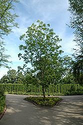 Pecan (Carya illinoinensis) at Stonegate Gardens
