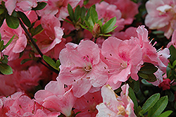 Hilda Niblett Azalea (Rhododendron 'Hilda Niblett') at Stonegate Gardens