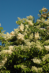 Vanilla Sky Japanese Tree Lilac (Syringa reticulata 'Vanskyzam') at Stonegate Gardens