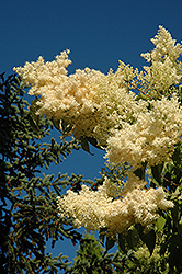 Golden Eclipse Japanese Tree Lilac (Syringa reticulata 'Golden Eclipse') at A Very Successful Garden Center