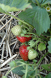 Quinault Strawberry (Fragaria 'Quinault') at A Very Successful Garden Center