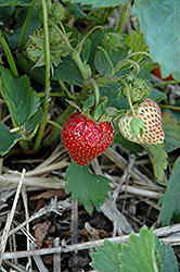 Eros Strawberry (Fragaria 'Eros') at A Very Successful Garden Center